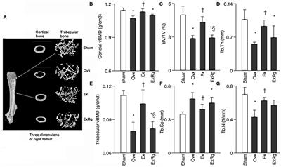 Irisin Regulating Skeletal Response to Endurance Exercise in Ovariectomized Mice by Promoting Akt/β-Catenin Pathway